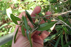 Olea capensis macrocarpa