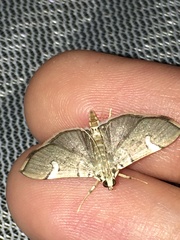 Cotachena