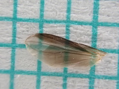 Freraea gagatea