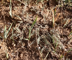 Astragalus dolichophyllus
