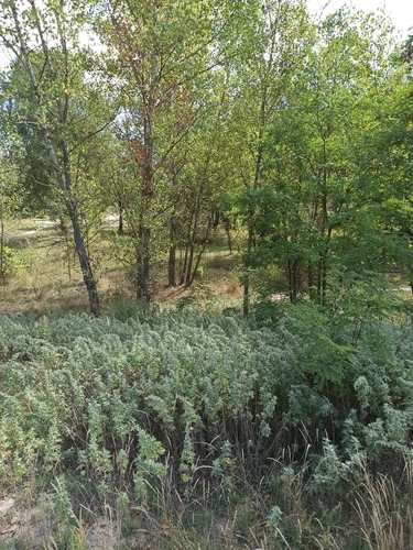 Artemisia argyi iNat (3)