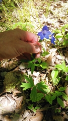 Delphinium alabamicum