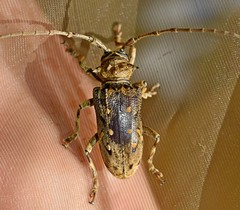 Phrynetopsis thomensis