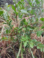 Ilex triflora