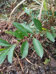 Ilex triflora