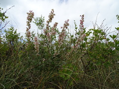 Atraphaxis frutescens