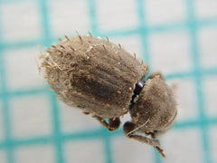 Trachyphloeus alternans