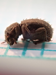 Trachyphloeus alternans