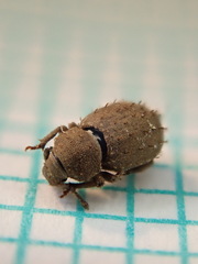 Trachyphloeus alternans