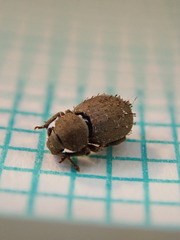 Trachyphloeus alternans