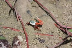 Leptuca uruguayensis