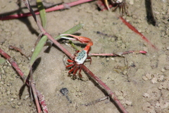 Leptuca uruguayensis