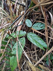 Derris fordii