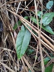 Derris fordii