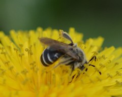 Andrena nasonii