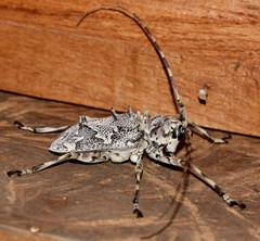 Ancylonotus tribulus