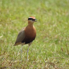 Cursorius coromandelicus