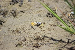 Leptuca leptodactyla