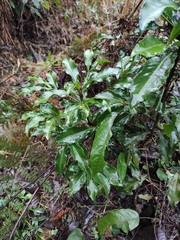 Ardisia crenata