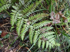 Dryopteris sparsa