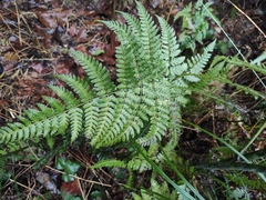 Dryopteris sparsa