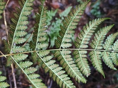 Dryopteris sparsa