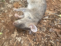 Cricetomys gambianus