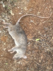 Cricetomys gambianus