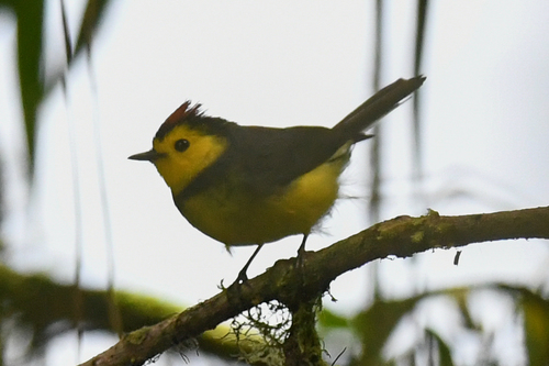 Halsband-Waldsänger (Myioborus torquatus)