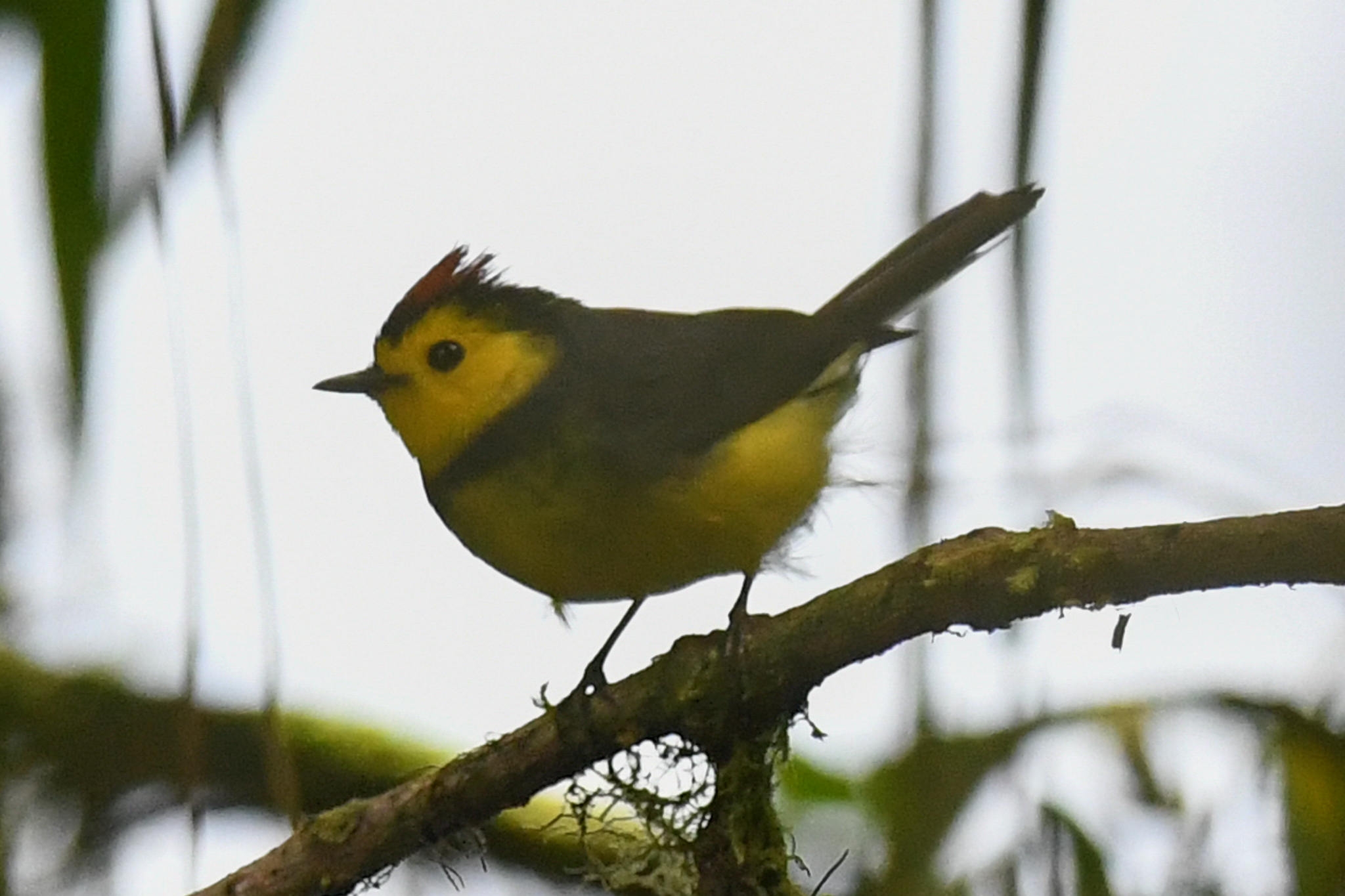 Collared Redstart (Myioborus torquatus)
