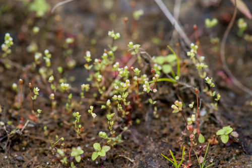 Allseed