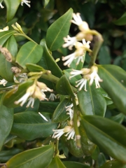 Sarcococca