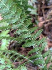 Arachniodes amabilis