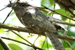 Batrachostomus moniliger