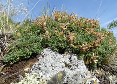 Dracocephalum discolor