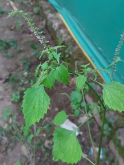 Basilicum polystachyon