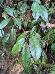 Itea omeiensis