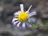 Danyang Aster - Photo no rights reserved, uploaded by 葉子
