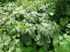 Rubus × idaeoides