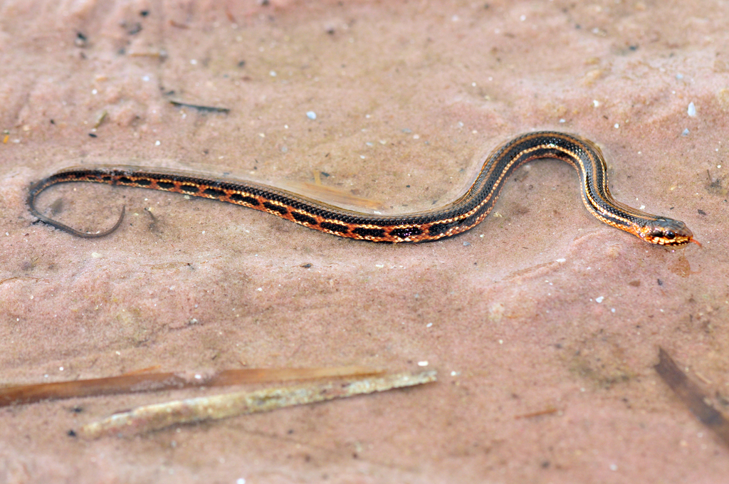 Gulf Salt Marsh Snake