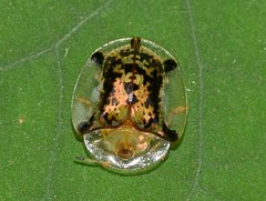 Aspidimorpha quinquefasciata