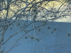 Tillandsia recurvata image