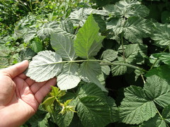 Rubus × idaeoides