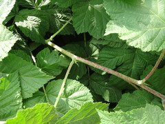 Rubus × idaeoides