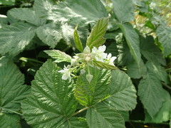 Rubus × idaeoides