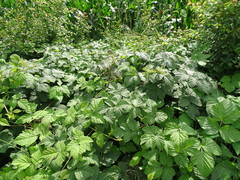 Rubus × idaeoides