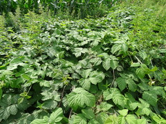 Rubus × idaeoides