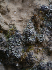 Gyalidea asteriscus