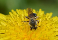 Andrena nasonii