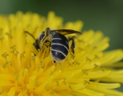Andrena nasonii